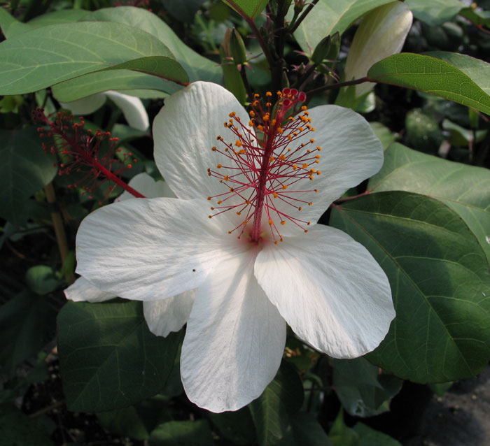 HIBISCUS DON'T MAKE great cut flowers but they can be trained into 