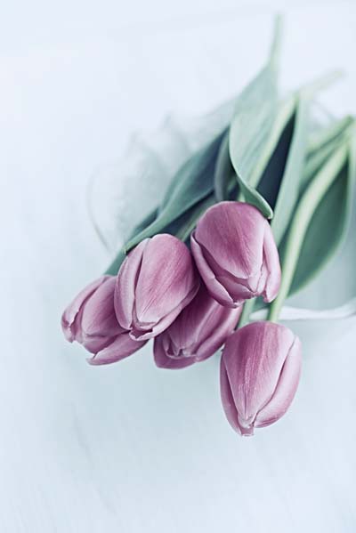 Plant Now: Tulips – Flaming Petal Blog
